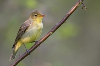 Yellow Warbler, Icterine Warbler, Hippolais icterina, Hypolaïs ictérine, Zarcero Icterino, Worms,