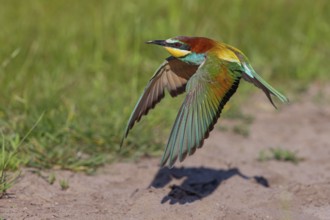 Bee-eater, (Merops apiaster), flight photo, Tiszaalp-r, Kiskuns-gi National Park, B-cs-Kiskun,