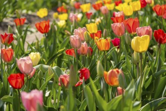 Tulips (Tulipa) in a tulip field, Barwedel, Lower Saxony, Germany, Europe