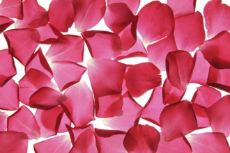 Cropped petals of a red rose