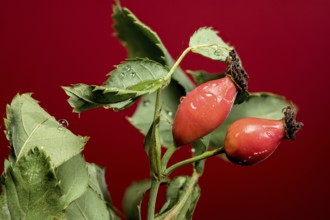 Beautiful Red rose hip or rosehip on a red background. close-up photo, Odessa, Ukraine, Europe
