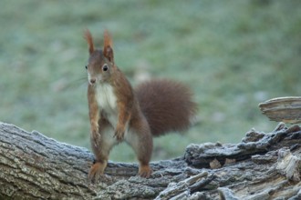 Squirrel (Sciurus vulgaris)