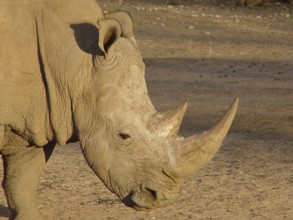 White rhinoceros (Ceratotherium simum)