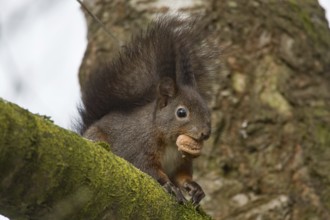 Squirrel (Sciurus vulgaris)