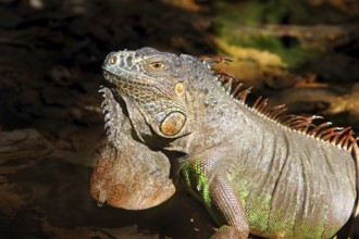 Iguana from mexico profile portrait head detail