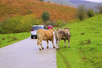 Cows couple in a Pyrenees road of Irati jungle at Navarra Spain