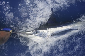 Beautiful white marlin real bill fish on atlantic water sport fishing