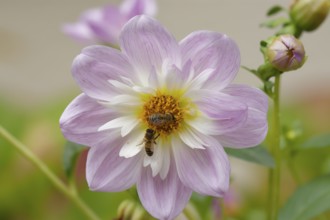 Honey bees (Apis mellifera) visiting autumn anemone (Anemone hupehensis), Schwäbisch Hall,