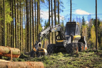 Ponsse Ergo forest harvester on logging site in autumnal coniferous forest. Vihti, Finland. October