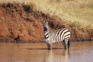Burchell's Zebras at a Waterhole in Ikoma, near Serengeti National Park, Tanzania, East Africa,