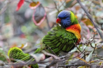 Allcolour lorikeet
