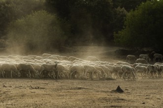 Sheep herd in mountain. Running sheeps in a farm