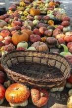 Variety of many pumpkins on the market. Different types pumpkins arranged on wooden table. Pumpkin