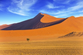 Small lonely tree in a vast desert. Orange, purple and yellow dunes of the Namib desert. The