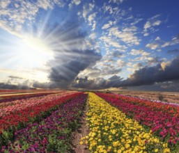 Field of multi-colored decorative buttercups - ranunculus. Flowers planted with broad bands of