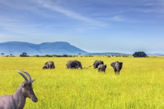 Beautiful herbivore - Antelope Roan and herd of elephants in the grassy savannah. The famous Masai