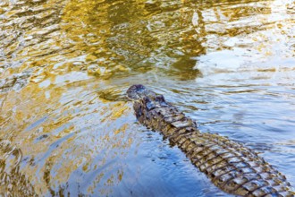 Sad alligator. Swamps of Louisiana. Rich wildlife in the New Orleans area. Boat excursion to the