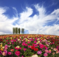 Warm spring day. Away visible cypress alley. Bright festive multi-color blooming field of