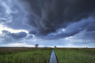 Wooden path on swamp to observation tower, Nieuwe Statenzijl, Netherlands