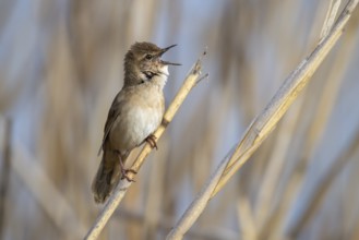 Reed warbler, Locustella luscinioides, sings, sits in reeds, reed stalk