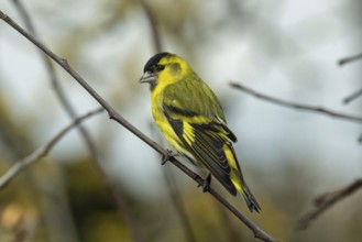 Siskin sitting on branch looking left