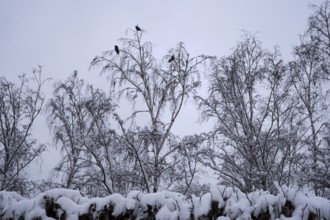 Germany, Berlin, 14.02.2025, Mauerpark, crows, trees, Europe