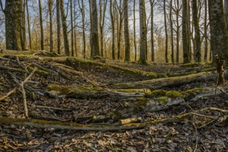 Autumnal forest floor with moss and fallen tree trunks, surrounded by bare trees, Isar meadows