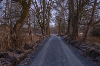 Path through an old avenue. Trees in a winter landscape with ice and frost in a nature reserve.
