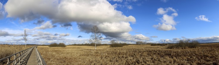 Panoramic photo of the Federseesteg with blue sky and white clouds, reeds, moor landscape,