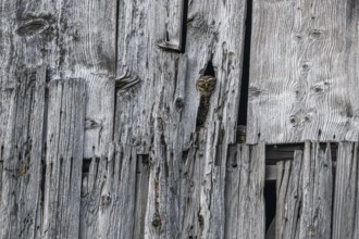 Little Owl (Athene noctua) in a barn looking out. Bas-Rhin, Collectivite europeenne d'Alsace, Grand