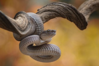 Close up photo of a mangrove pit viper