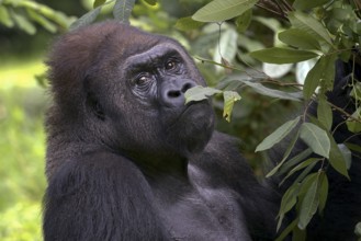 Lowland silverback gorilla close up face