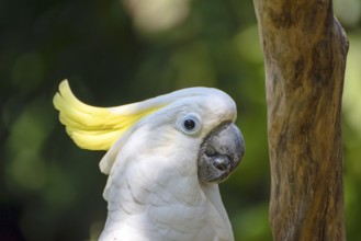 White parrot on branch