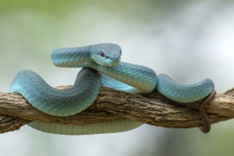The white-lipped pit viper, is a venomous pit viper species endemic to Southeast Asia