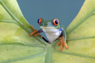 Red-eyed tree frog on yellow leaf