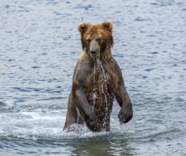 Brown bear hunts for salmon, standing in the water, Kamchatka, Russia, Europe