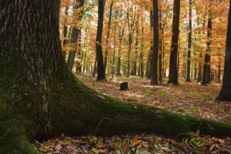The root of the tree behind which you can see the autumn forest with yellow and red leaves