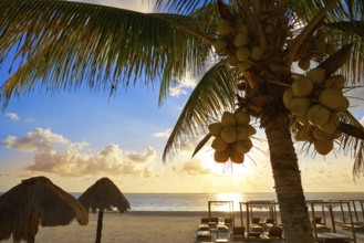 Riviera Maya sunrise beach pal trees at Mayan Mexico
