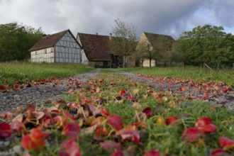 Autumn leaves lie on the path in the Hohenlohe Open-Air Museum, Autumn, September, Wackershofen,