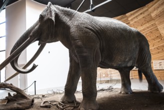 Model of mastodon in real stature
