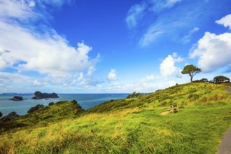 Road to the Cathedral Cove on the North Island. Hills with yellowed grass and a lone tree. Pacific