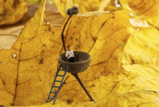 Man resting and reading newspaper in a acorn cab with autumn leaves as background