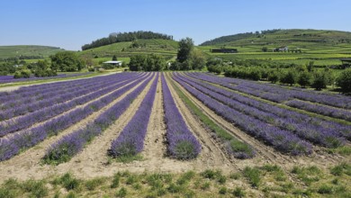 Lavender fields stretch out in front of green hills under a blue sky