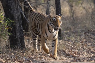 Tiger (Panthera tigris), Bengal tiger or Indian tiger, big cat (Pantherinae), carnivore