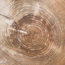 A tree trunk cut with chainsaw