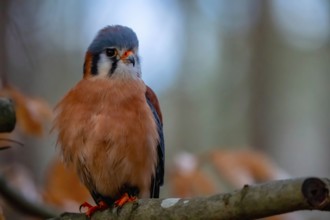 The American kestrel (Falco sparverius), also called the sparrow hawk, is the smallest and most