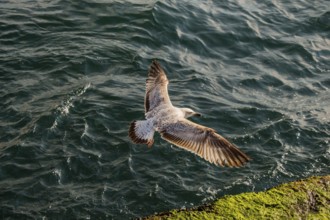 Single seagull flying with with sea as a background