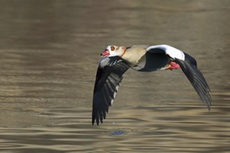 Egyptian goose, Alopochen aegyptiaca, flies