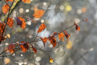 Beech leaves in the forest in autumn. Bas-Rhin, Alsace, Grand Est, France, Europe