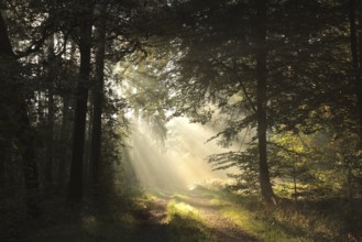 The sun's rays fall on a forest path on a foggy autumn morning